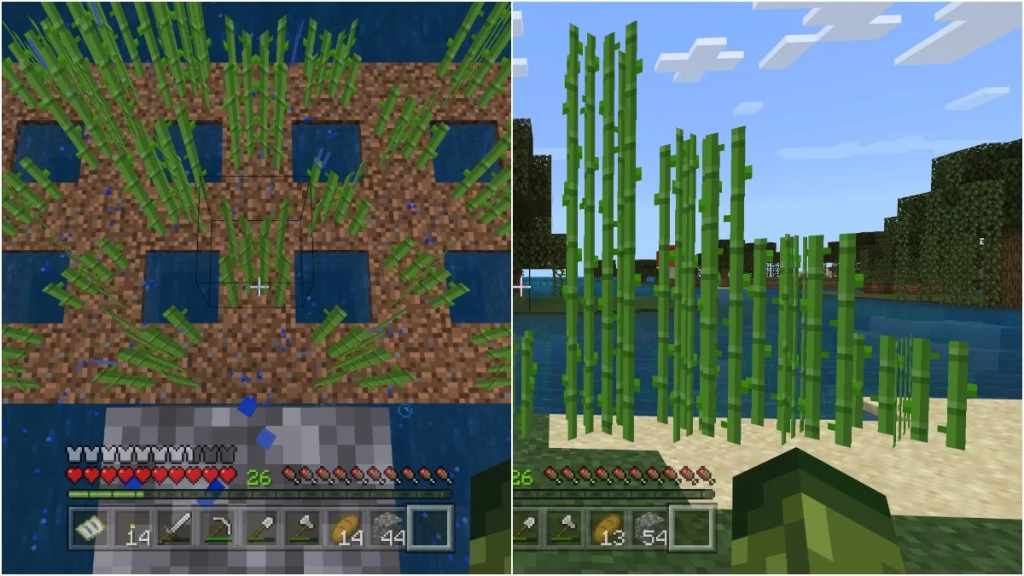 Guide-Plant Sugarcane