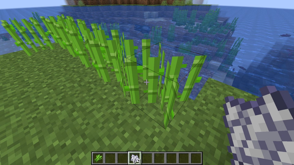 Plant Sugarcane