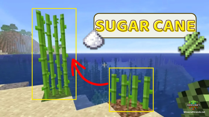 Plant Sugarcane