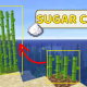 Plant Sugarcane