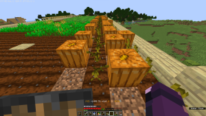 Harvesting Pumpkins in Minecraft